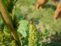 Fig. 17b: Diabrotica on amaranth