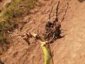 Fig. 9d: Larval damage to maize roots