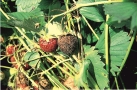 verfaulte Erdbeeren