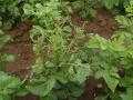 Potato plant severely damaged by Colorado potato beetle larvae