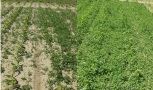 Unkrautauflauf in den Kontrollparzellen im Mais mit Bodenbearbeitung Pflug (links) und Grubber (rechts).