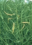 Pattern of damage caused by brassica pod midge