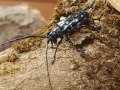 schwarzer Käfer mit langen Fühlern sitzt auf einem Baumstamm