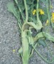 Distortion of the stem due to infestation with rape stem weevil