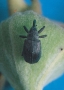 Schwarzer Käfer auf Pflanze