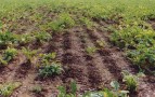 round patches with damaged plants in beet fields