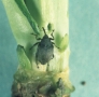 Rape stem weevil