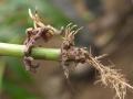 Fig. 9c: Larval damage to maize roots