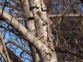 Stammabschnitt eines vom ALB befallenen Baumes