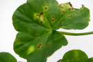 grünes Blatt mit braunen Flecken
