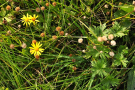 Wasser-Kreuzkraut - Blüten und Fruchtstände in einer bayerischen Feuchtwiese