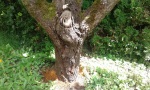 Befallsmerkmale von Aromia am Baum