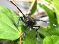 ALB-Käfer von vorn in Nahaufnahme auf einem Blatt