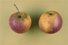 Zwei Äpfel 