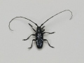Schwarzer Käfer mit langen Fühlern