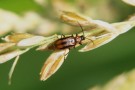 Fig.1e: The Western Corn Rootworm