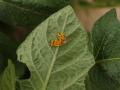 Orange yellow eggs of the Colorado potato beetle on the underside of a potato leaf