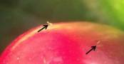 Apfel mit Fliegen