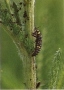 Marienkäferlarven auf einem Pflanzenstängel