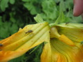 Fig. 17a: Diabrotica on a pumpkin plant