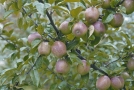 Äpfel am Baum hängend