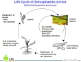 Fig. 3: Life Cycle of Setosphaeria turcica