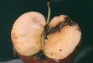aufgeschnittener Apfel mit Befall