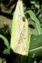 Setosphaeria turcica - infestation of maize cob