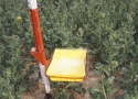 Monitoring occurrence of pests with yellow trap
