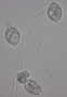 Fig. 4: Zoospores being released into water