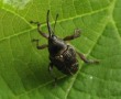 Käfer auf grünem Blatt