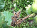 Raupe auf Blatt