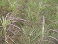 Miscanthus am Ende des Pflanzkjahrs 