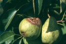 Verfaulte Birnen am Baum