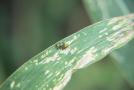 Fig. 16b: Feeding damages on maize leaves