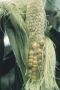 Abb. 15b: unregelmäßiger Kornansatz durch schlechte Befruchtung