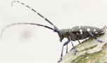 schwarzer Käfer mit langen Fühlern sitzt auf einem Baumstamm