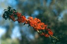 Beeren des Feuerdorns