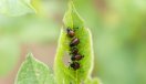 Kartoffelkäferlarven auf einem Blatt