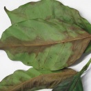 IPS4c_Coffea_Mueller_1