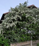 Weißdorn-Strauch