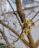 Blühender Ast der Winterblüte