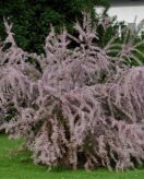 Sommertamariske