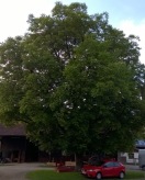 Walnussbaum