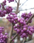 Früchte der Schönfrucht