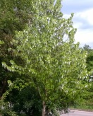 Blühender Taubenbaum