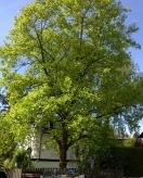 Tulpenbaum in Waldperlach