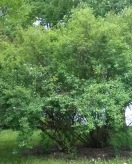 Strauch der Prunkspiere