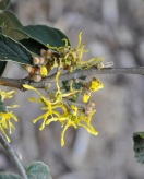 Blüten der Zaubernuss