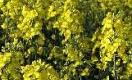 Oilseed rape